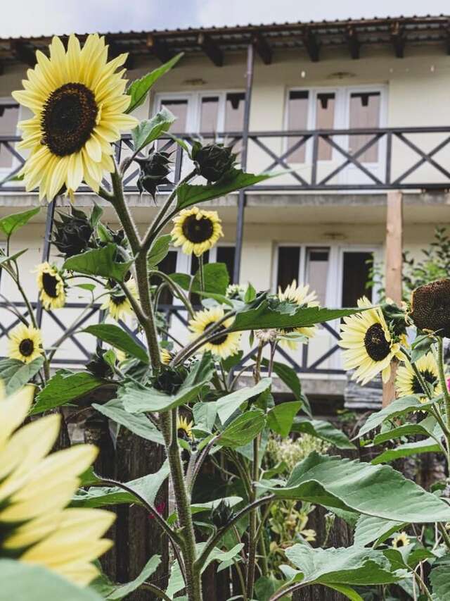 Гостевой дом Family Hotel Kala Местиа-24